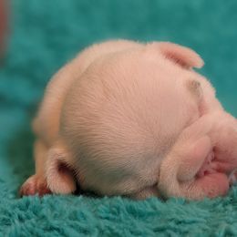 Bulldog and French Bulldog Puppies from Rohde's Road Dog Bullies