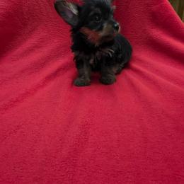 Ears - Blue and gold male Yorkshire Terrier puppy in Perry, Florida from Lanes-Scraps