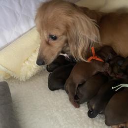 Orange - Red female Dachshund puppy in Federal Way, Washington from TopTeckel Kennels