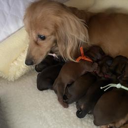 Orange - Red female Dachshund puppy in Federal Way, Washington from TopTeckel Kennels