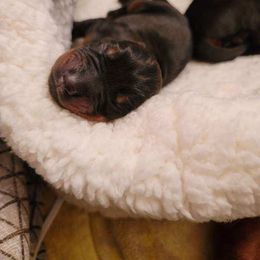 Dachshund and Doberman Pinscher Puppies from Cornerstone Dobermans and Dachshunds
