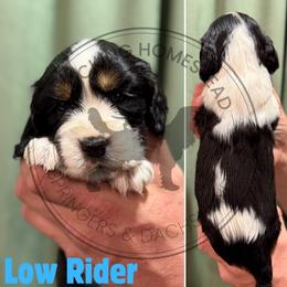 Low Rider - Black white and tan male English Springer Spaniel puppy in Fond Du Lac, Wisconsin from Clucking Homestead Springers & Dachshunds