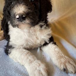 Rosie - Black and white female Bernedoodle puppy in Grant City, Missouri from Timberline Paws