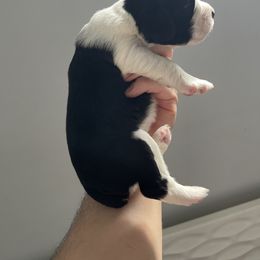 English Springer Spaniel Puppies from Divine Springers
