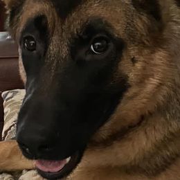 German Shepherds from Riverbirch Kennels