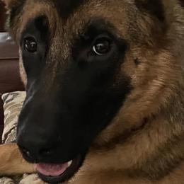 German Shepherds from Riverbirch Kennels