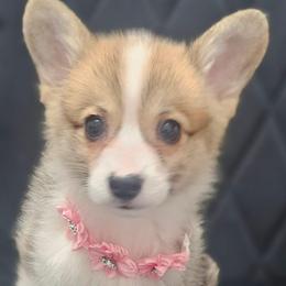 Shimmer - girl - 4th born - White and red female Pembroke Welsh Corgi puppy in Tomball, Texas from Larsen Loved Corgis