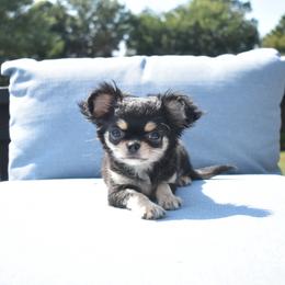 Raven - Black and tan female Chihuahua puppy in Bulls Gap, Tennessee from Smokey Mountain Chihuahuas