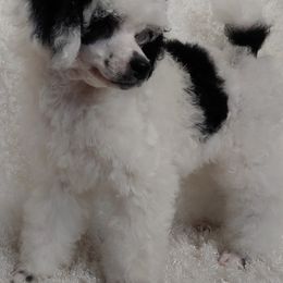 Poodle Puppies from Posay Miniature Poodles