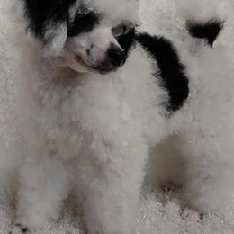 Poodle Puppies from Posay Miniature Poodles
