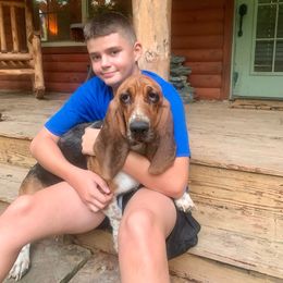Crystal - Basset Hound