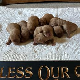 Boy 1 - Yellow male Labrador Retriever puppy in Denton, Maryland from Amber's Labrador Retrievers