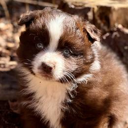 Kader - Red & white male Miniature Australian Shepherd puppy in Patterson, North Carolina from DreamLine Aussies