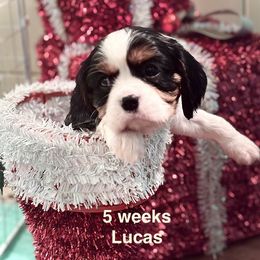 Lord Reginald (Lucas) - Tri-color male Cavalier King Charles Spaniel puppy in Broken Arrow, Oklahoma from Cavalier King Charles Heartland