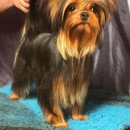 Rissa - Yorkshire Terrier