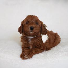 Aurora - Red  female Goldendoodle puppy in Vancouver, Washington from Blissful Doodles