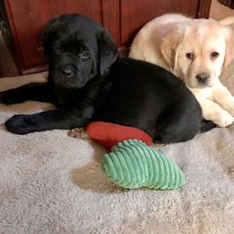"Puppies " Labrador Retriever Puppies from Carvins Cove English Labradors