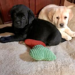 "Puppies " Labrador Retriever Puppies from Carvins Cove English Labradors