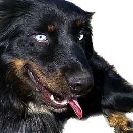 Grizzly - Black tri-color male Australian Shepherd puppy in Marshall, Virginia from Aussie Tales Farm