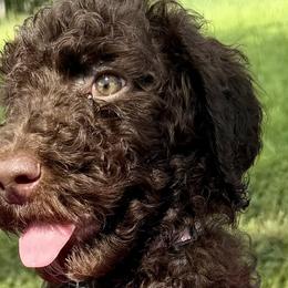 Poodles from Green Country Poodle Doodle LLC