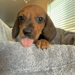 Boy 2 - Cream male Dachshund puppy in Moriarty, New Mexico from Lil Smokey’s of New Mexico