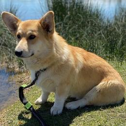 Australian Shepherds and Pembroke Welsh Corgis from Country Loyal K-9’s