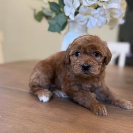 Valentine - Red  female Goldendoodle puppy in Temecula, California from Country Hills Doodles