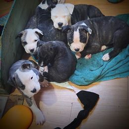 American Staffordshire Terrier Puppies from Ironheart American Staffordshire Terriers
