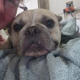 Every - French Bulldog