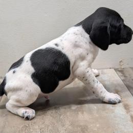 Black Boy 9050 - Black and white male German Shorthaired Pointer puppy in Spring Hope, North Carolina from Hogan’s Lowrider Hounds