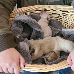 Goldendoodle Puppies from Pearl's Puppies LLC