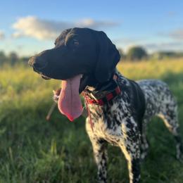 Rosie - German Shorthaired Pointer
