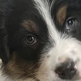 Girl 3 - Australian Shepherd puppy in Martha’s Vineyard, Massachusetts from Cranberry Hill Aussies