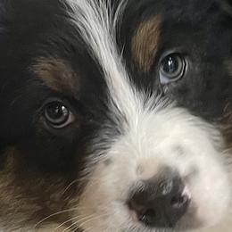 Girl 3 - Australian Shepherd puppy in Martha’s Vineyard, Massachusetts from Cranberry Hill Aussies