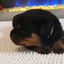 Girl 1 - Black and tan Rottweiler puppy in Miami, Florida from X Marmol House