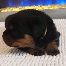 Girl 1 - Black and tan Rottweiler puppy in Miami, Florida from X Marmol House
