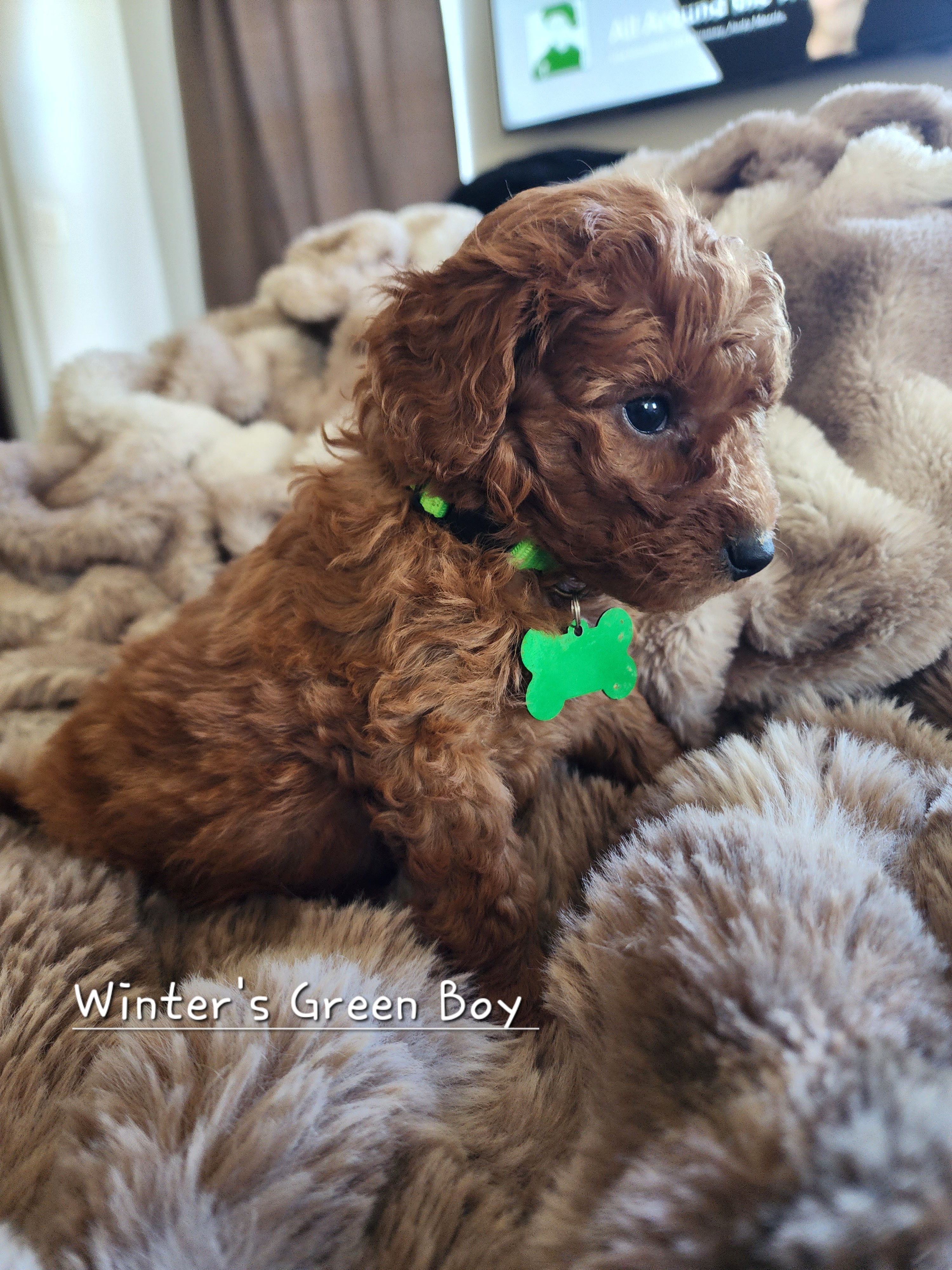 Green Boy - Goldendoodle puppy in Wellford, South Carolina from 4goldendoodles