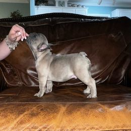 French Bulldog Puppies from Brandi Nance's French Bulldogs