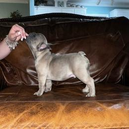 French Bulldog Puppies from Brandi Nance's French Bulldogs