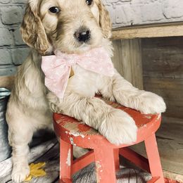 Double Doodle Puppies from North Texas Golden Mountain Doodles