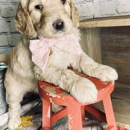 Double Doodle Puppies from North Texas Golden Mountain Doodles