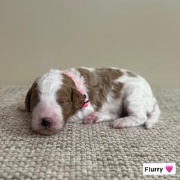 Flurry - Parti female Goldendoodle puppy in Crothersville, Indiana from Wischmeier’s Doodles