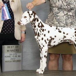 Dalmatians from Paisley Dalmatians