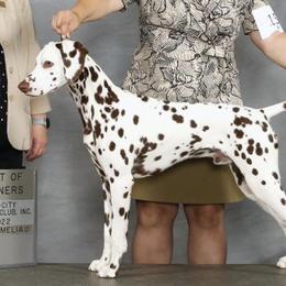 Dalmatians from Paisley Dalmatians