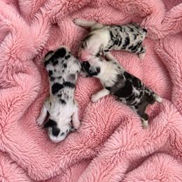 Maple - Blue merle female Australian Shepherd puppy in Howardsville, Virginia from Spectacular Aussies and Cavaliers
