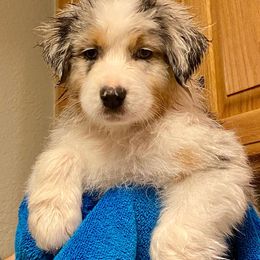 Australian Shepherd Puppies from 4t Aussies
