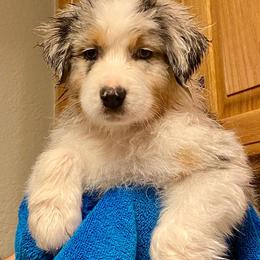 Australian Shepherd Puppies from 4t Aussies
