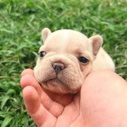Bacon - Cream female French Bulldog puppy in Opelika, Alabama from Fancy Face Frenchies