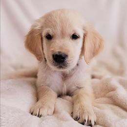 Green Collar - Golden male Golden Retriever puppy in Coarsegold, California from Sierra Hills Retrievers