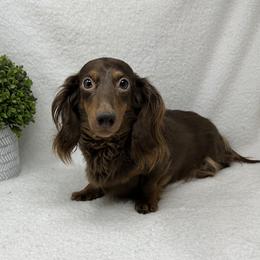 Reeses - Dachshund